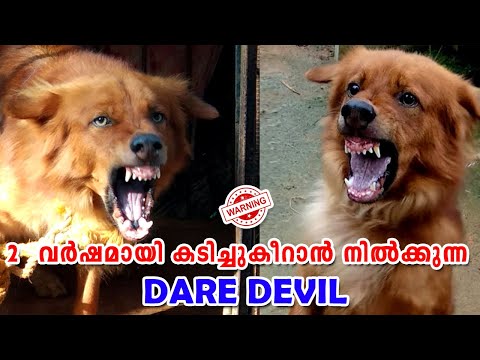 2 വര്‍ഷമായി ആരെകണ്ടാലും കടിച്ചു കീറുന്ന ഭീകരന്‍ : AGGRESSIVE GOLDEN RETRIEVER CROSS DOG : DANGER DOG