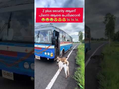 The girl's protection is given to dogs😍🐕‍🦺🐕‍🦺🐕‍🦺❤️❤️❤️#doglife #animallovers #funny ❤️❤️❤️😍😍😍🤩🤩🤩