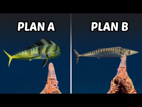 Salí En Busca De Los Peces Más Rápidos Del Océano