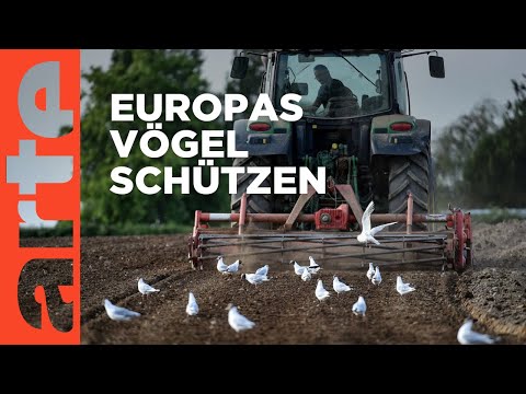 Vogelsterben: Die Folgen intensiver Landwirtschaft | ARTE Hintergrund