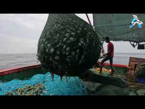 Big Catch Fish  in The Sea | Fish Latest Video @KadalTv