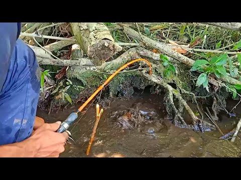 PEMANCING IKAN LEMBAT | MANCING IKAN LEMBAT DI AIR JERNIH DAPAT IKAN PREDATOR | fishing 2024