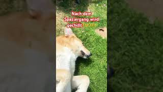 #dog#shorts#sunday#dogshorts#