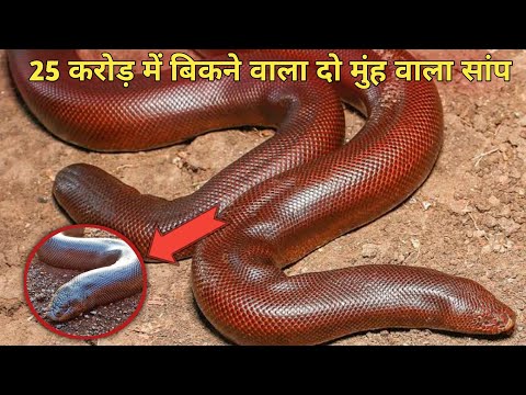 Two Face Snake Sold for 25 Crore | Sand Boa Snake | Viral Video of YouTube