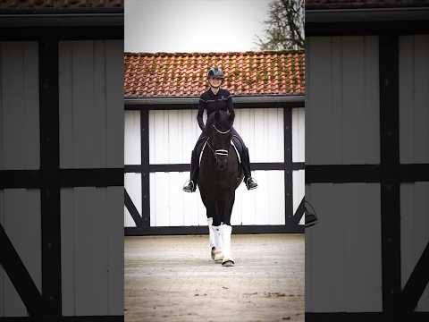 Jumpinghorse vs. Dressagehorse 🤣 #equestrian #horses #dressage #showjumping #horsegirl #horseman