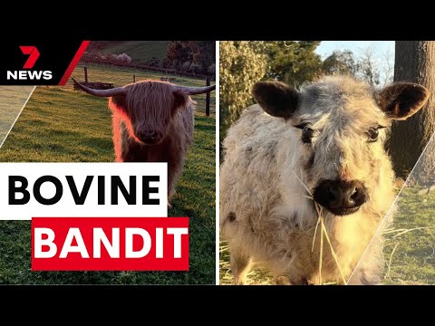 Beloved cattle including tiny cow feared stolen from Adelaide Hills properties | 7NEWS