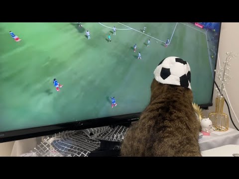 真剣にサッカーW杯の試合を応援する猫が忙しそうで笑うんだが…