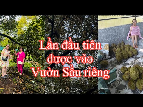 Ghé thăm vườn sầu riêng Long Khánh, cả nhà quên cả lối về