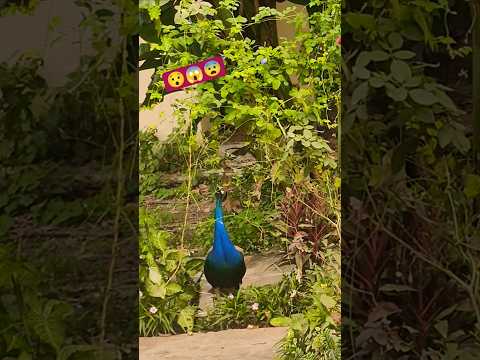 peacock 🦚 se paudhe bachana bahut mushkil h 😊#shorts #naturesvoice #peacock #animals #naturesbeauty