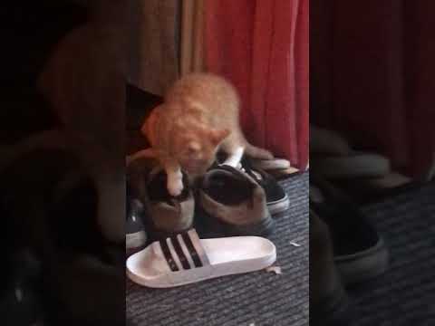 BroCat in an EPPIICC fight with the curtainzz #shorts