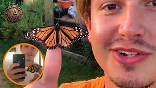 Se Convirtió en el “Padre” de estas Mariposas Monarca🦋 | Ciclo de vida real