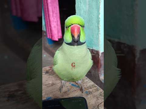 मम्मी एक गिलास पानी दे दो #parrot #funny #funnyanimal #funny #funnyparrot #funnyvideo #funnyshorts..