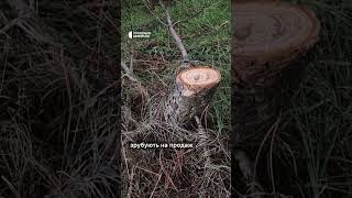 Як дізнатися, чи легальна ялинка  #shortsvideo