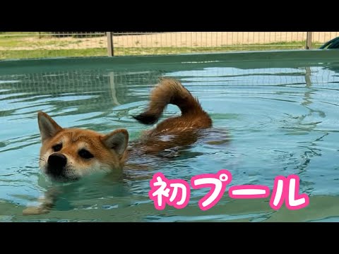 泳ぐ事が苦手な困り顔の柴犬が初の犬プールに挑戦！！