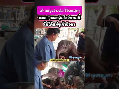คืบหน้าอาการน้องข้าวต้มลูกช้างป่าพลัดหลงอาการดีขึ้นต่อเนื่องทีมสัตวแพทย์ดูแลใกล้ชิดตลอด 24 ชั่วโมง