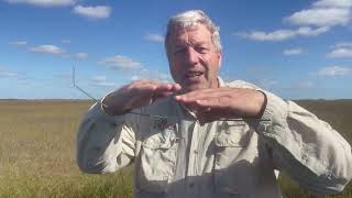 Nature Nugget: The Everglades and the River of Grass