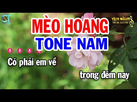 Karaoke Mèo Hoang Tone Nam ( C#m ) Nhạc Sống Tuấn Kiệt