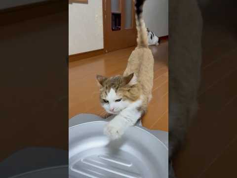 猫鍋に入る時、お尻に何か当たるんやけど