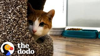 A Special Red Sweater Completely Transformed This Spicy Foster Cat | The Dodo