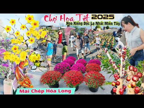 Chợ hoa tết 2025 nhiều hoa kiểng độc lạ nhất miền tây đổ bộ Cao Lãnh Đồng Tháp