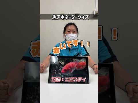 猫の動画サムネイル - サカナアキネータークイズ!!＠しながわ水族館