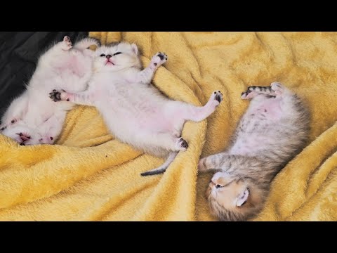 Mother cat shows off her funny and cute kittens