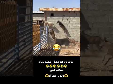 نهاية رفقاء السوء🤣🤣🤣🤣🤣 #اكسبلور #تحشي #ضحك #ليكات #تختيم #دويتو #تحشيش #لايك #لقط #ترند