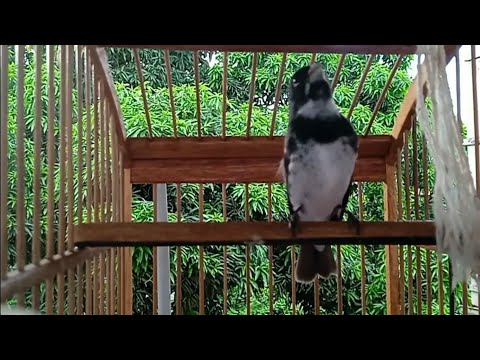 CANTO TUI TUI RÁPIDO MATEIRO ORIGINAL