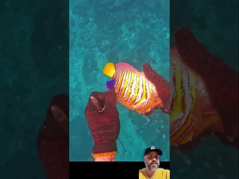 Esse vídeo da para o aquarista chorar um regal angel de mais de 2000 reais #aquarium #curiosidades