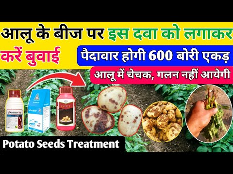 आलू बीज उपचार की बेस्ट दवा | Potato seed treatment kaise karen | aalu ka bij upchar