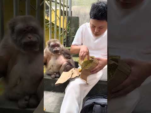XingXing: what did you bring me again? #monkey #cute #animals #cuteanimals