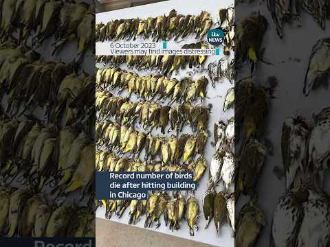 1,000 #birds die in #Chicago