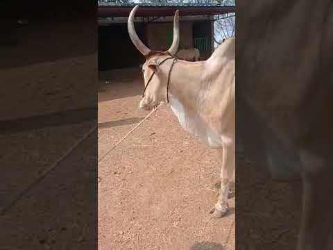 24 मार्च 2021