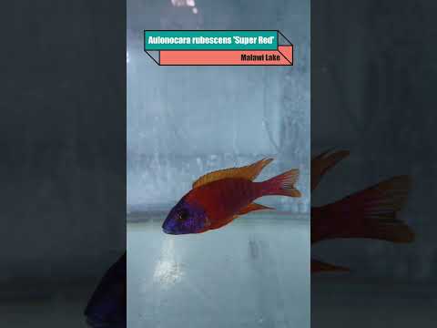 【Tank Display】Aulonocara rubescens 'Super Red' Aulonocara rubescens 'Super Red' tank display



Release #208 / BIG APPLE Official Release 


Produc
