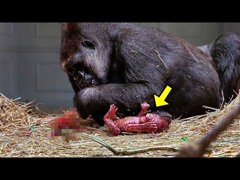 Los cuidadores del zoológico filmaron a un gorila dando a luz. ¡Todos gritaron cuando vieron ESTO!