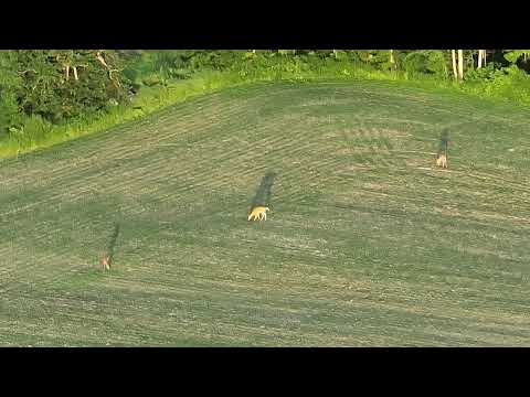 Check out the DEER!