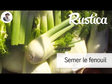 Semer le fenouil