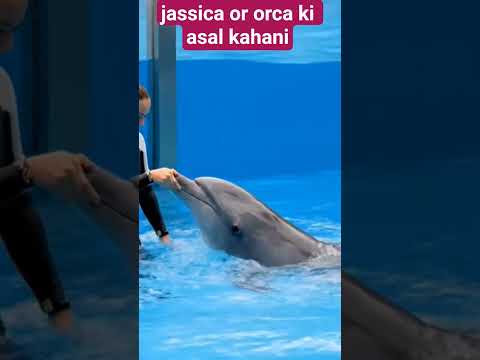 Jassica or orca ki asal Kahani #trending #jassica #orca #dolphin