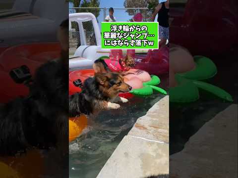 仕事で疲れた皆に贈る笑いと癒しのコーギー5選ww #コーギー #笑える #癒し #コーギーのいる暮らし #犬のいる生活 #犬好きさんと繋がりたい #元気になる動画