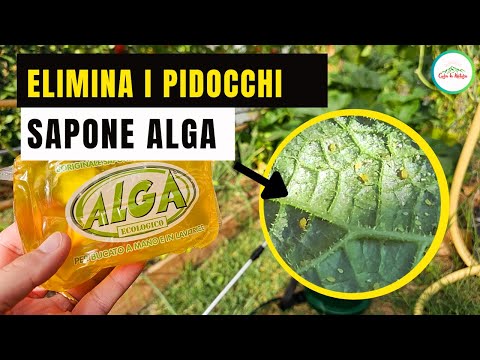 Sapone Alga - INSETTICIDA NATURA PER LE PIANTE