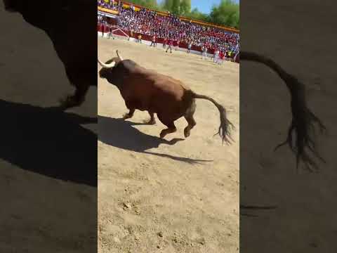 Toro saliendo del camión