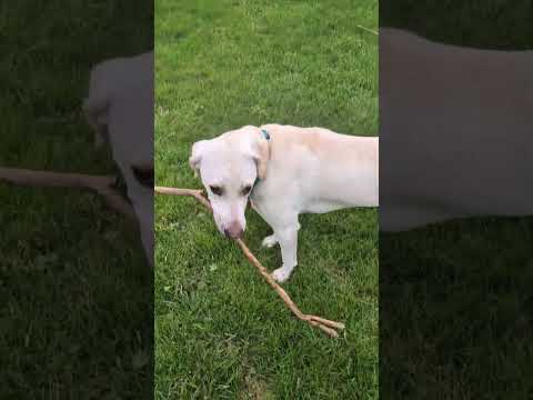 Scooby Doo loving a stick! (2025) #shorts #drockin 4276 ---  Scooby Doo loving a stick! 
Don't forget to subscribe, like, comment and share! Keep Rocki