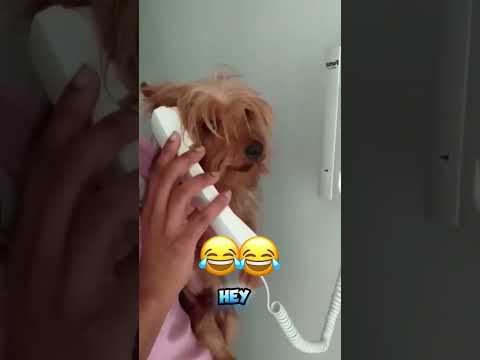 #funnydogs#cute#doglover#doglife#cure#dogshorts#pet#doglife#dogshorts#funnyanimals