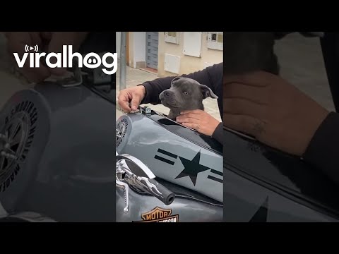 Puppy Rides Motorcycle || ViralHog