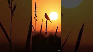Beautiful Relaxing music for Stress relief, Reduce Depression, Deep Sleep #Shorts #calmingmusic