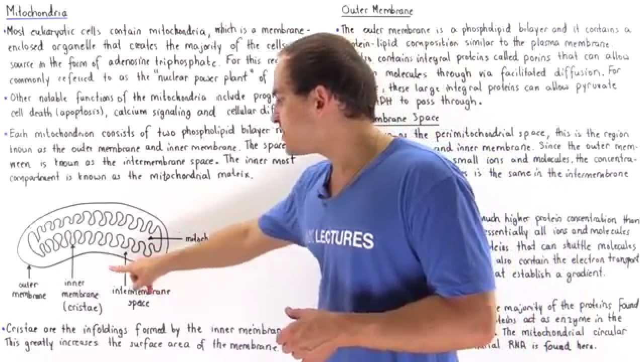 Mitochondria