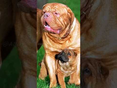 Top 10 dogs with strongest bite force 😱🔥 #shorts