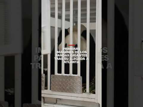 Primeras imágenes de los pandas gigantes tras su llegada a Atlanta
