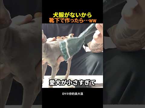 ㊗️220万再生🎉犬服がないから靴下で作ると…？