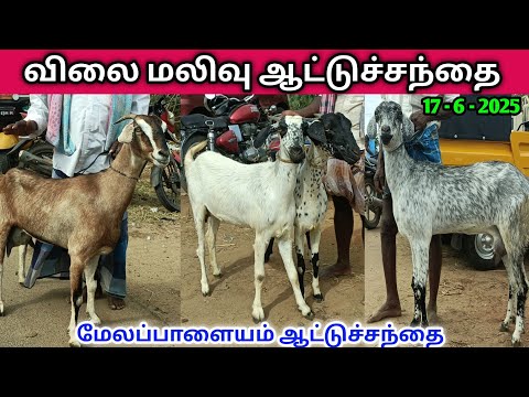 17 - 6 - 2025 | மேலப்பாளையம் ஆட்டுச்சந்தை | Melapalayam Goat Market | @kalnadaitholan